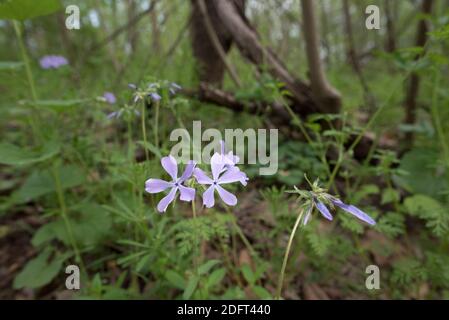 Wilder blauer Phlox blüht im Frühling im Wald. Stockfoto