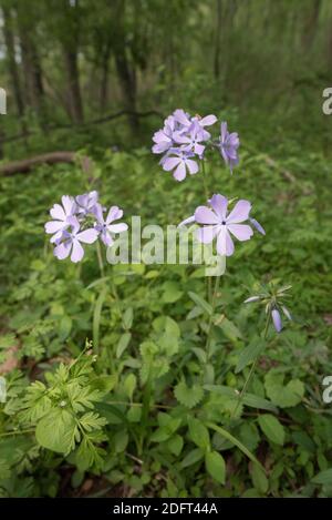 Wilder blauer Phlox blüht im Frühling im Wald. Stockfoto