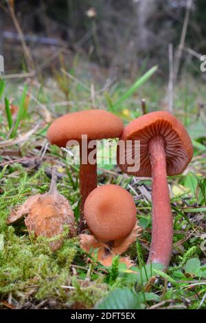 Drei schöne Exemplare von Laccaria laccata oder Waxy laccaria Pilze in natürlichen Lebensraum, essbar, aber sehr klein, Größe im Vergleich zu Buche Eichel, vertikal o Stockfoto