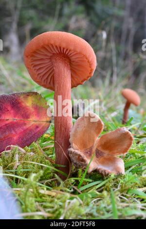 Ein einzelnes Exemplar von Laccaria laccata oder Waxy laccaria Pilz im Vordergrund und ein weiteres im Hintergrund, Größe im Vergleich zu rotem Blatt und Buche Eichel Stockfoto