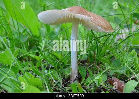 Ein einzelnes Exemplar von Hygrocybe fornicata oder erdigem Wachskappenpilz in natürlichem Lebensraum, Bergwiese, horizontale Ausrichtung Stockfoto