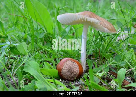 Hygrocybe fornicata oder erdiger Wachskappenpilz in natürlichem Lebensraum, Bergwiese, Größe im Vergleich zu Haselnuss neben Dampf, horizontale Ausrichtung Stockfoto