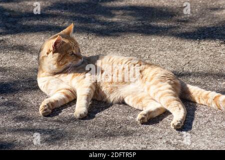Eine majestätische Haustier Katze starrt auf etwas in der Entfernung Stockfoto