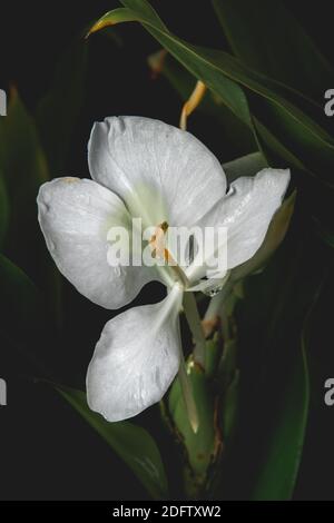 Weiße Girlande-Lilie Stockfoto