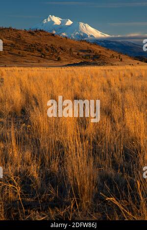 Grasland Blick auf Mt Shasta, Shasta Valley Wildlife Area, Kalifornien Stockfoto