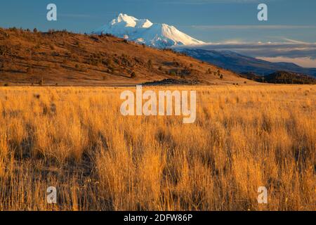 Grasland Blick auf Mt Shasta, Shasta Valley Wildlife Area, Kalifornien Stockfoto