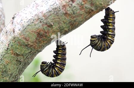 Zwei Raupen des Monarchfalter (Danaus plexippus) hängen im Tandem, während sie sich auf die Verpuppung vorbereiten. Ihre Farbe hat bereits begonnen zu verblassen. Stockfoto
