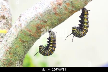 Zwei Raupen des Monarchfalter (Danaus plexippus) hängen im Tandem, während sie sich auf die Verpuppung vorbereiten. Ihre Farbe hat bereits begonnen zu verblassen. Stockfoto
