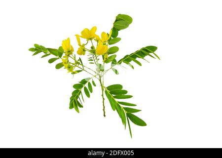 Geschlossene gelbe Blume American Cassia oder Golden Wonder isoliert auf weißem Hintergrund.gespeichert mit Clipping Pfad. Stockfoto