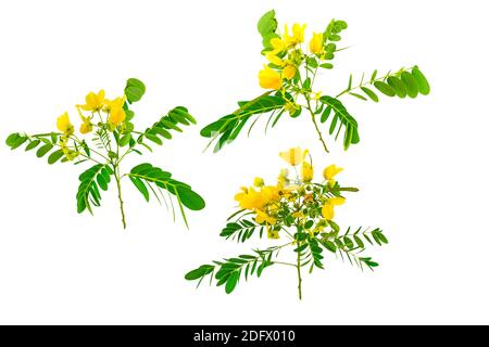 Geschlossene Gruppe von gelben Blume American Cassia oder Golden Wonder isoliert auf weißem Hintergrund. Stockfoto