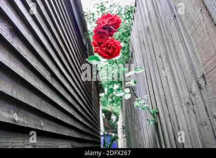 Diese lange, dornige, leuchtend rote Blume vom Nachbarn schaffte es durch eine kleine Öffnung im hölzernen Hinterhofzaun und -gro seinen Weg zu finden Stockfoto