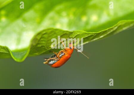 Nahaufnahme Pumpkin Beetle, Yellow Squash Beetle oder Cucurbit Beetle auf grünem Blatt Stockfoto