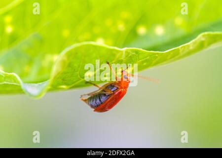 Nahaufnahme Pumpkin Beetle, Yellow Squash Beetle oder Cucurbit Beetle auf grünem Blatt Stockfoto