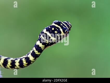 Nahaufnahme des Kopfes von Golden Tree Snake oder Chrysopelea ornata Auf grünem Hintergrund Stockfoto