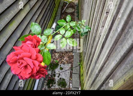 Trotz der Barrieren im Weg, diese lange, dornige leuchtend rote Blume vom Nachbarn geschafft, seinen Weg durch eine kleine Öffnung in t Stockfoto