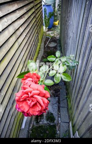 Trotz der Barrieren im Weg, diese lange, dornige leuchtend rote Blume vom Nachbarn geschafft, seinen Weg durch eine kleine Öffnung in t Stockfoto