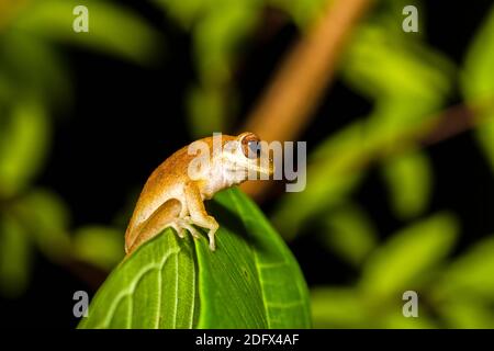 Nahaufnahme goldener Baumfrosch auf Baum Stockfoto