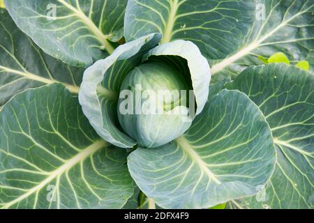 Schwarzkohl Stockfoto