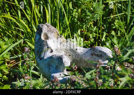 Wal-Kieferknochen, Yttygran Insel, Beringmeer, russischen Fernen Osten Stockfoto