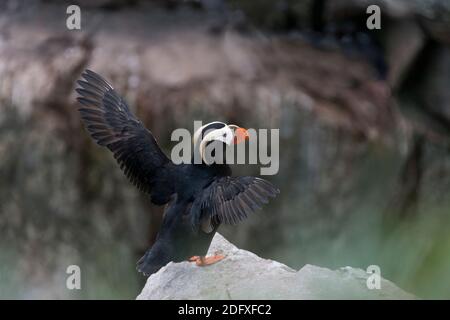 Getuftet Papageientaucher (Fratercula Cirrhata) auf Kolyuchin Insel, Beringmeer, russischen Fernen Osten Stockfoto