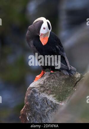 Getuftet Papageientaucher (Fratercula Cirrhata) auf Kolyuchin Insel, Beringmeer, russischen Fernen Osten Stockfoto