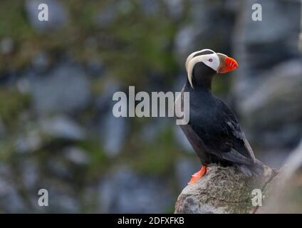 Tufted Puffin (Fratercula cirrhata) auf der Insel Kolyuchin, einst eine wichtige russische Polarforschungsstation, Beringsee, russischer Fernost Stockfoto