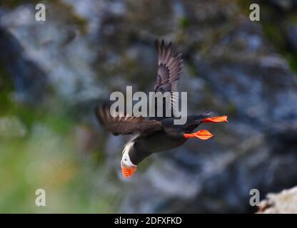 Tufted Puffin (Fratercula cirrhata) auf der Insel Kolyuchin, einst eine wichtige russische Polarforschungsstation, Beringsee, russischer Fernost Stockfoto