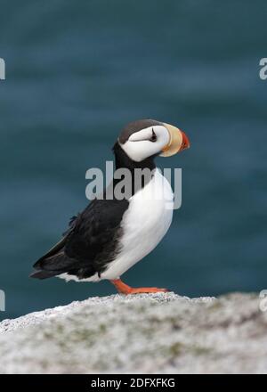 Horned Papageitaucher (Fratercula corniculata) auf Kolyuchin Island, Bering Sea, Russian Far East Stockfoto