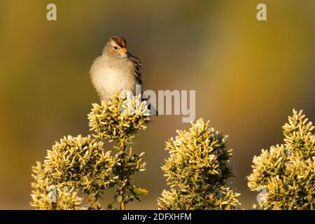 Chipping Sparrow (Spizella passerina), Merced National Wildlife Refuge, Kalifornien Stockfoto