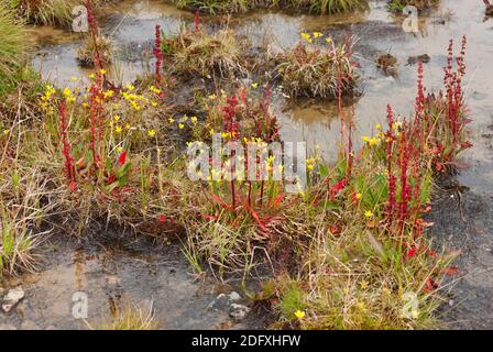 Pflanzen und Gletscherfluss des Tundra, Yttygran Insel, Beringmeer, Russlands Fernen Osten Stockfoto