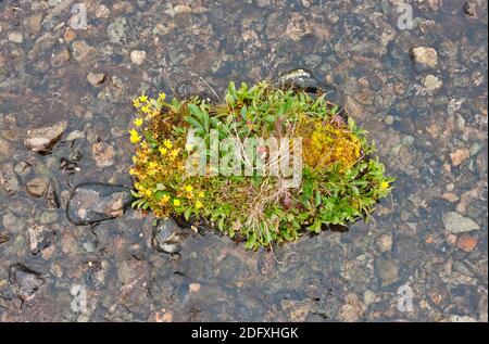 Pflanzen und Gletscherfluss auf der Tundra, Yttygran Insel, Russland Ferner Osten Stockfoto