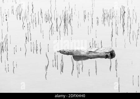 Pflanzen und Felsen in Fernost Gletscher Fluss, Yttygran Insel, Beringmeer, Russland Stockfoto