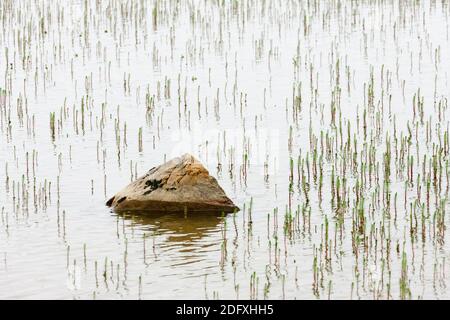 Pflanzen und Felsen in Fernost Gletscher Fluss, Yttygran Insel, Beringmeer, Russland Stockfoto