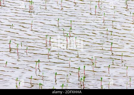 Pflanzen Sie in Fernost Gletscher Fluss, Yttygran Insel, Beringmeer, Russland Stockfoto