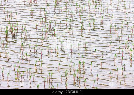 Pflanzen Sie in Fernost Gletscher Fluss, Yttygran Insel, Beringmeer, Russland Stockfoto