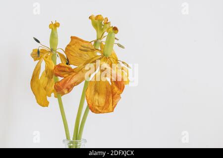 Getrocknete gelbe Tulpenblüten aus nächster Nähe Stockfoto