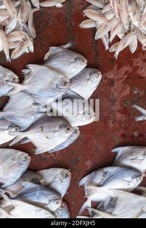 Frischer Fisch auf dem Fischmarkt in Fort Kochi, Indien. Stockfoto