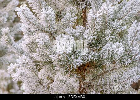 Schöne abstrakte festliche Winter Hintergrund mit einem Muster von flauschigen Kiefernzweige mit Nadeln mit weißem Raureif und Schnee in Sonnenlicht Stockfoto