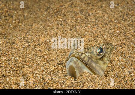 Riff oder Painted Lizardfish versteckt in Sand - Hinterhalt Predator Synodus variegatus Stockfoto