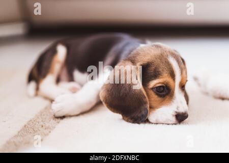 Niedliche kleine Beagle Welpen schlafen auf dem Boden, close-up Stockfoto