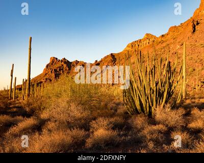 Die wunderschöne Wüste auf dem Alamo Canyon Campground im Organ Pipe Cactus National Monument, Arizona, USA Stockfoto