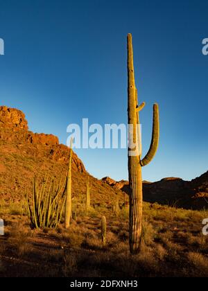 Die wunderschöne Wüste auf dem Alamo Canyon Campground im Organ Pipe Cactus National Monument, Arizona, USA Stockfoto