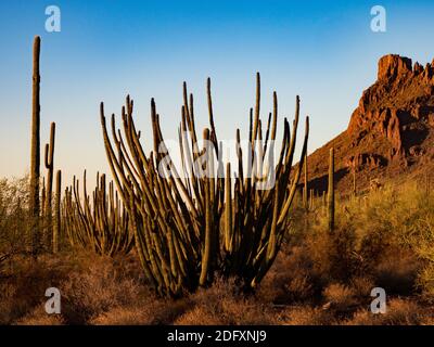 Die wunderschöne Wüste auf dem Alamo Canyon Campground im Organ Pipe Cactus National Monument, Arizona, USA Stockfoto