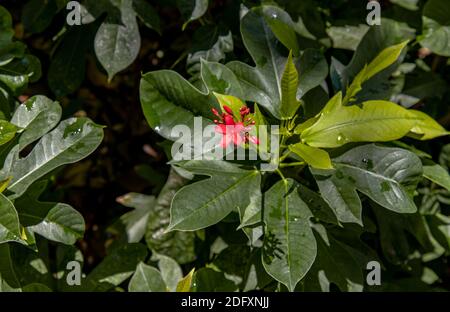 Jatropha integerrima (allgemein bekannt als Peregrina oder würzige Jatropha). Ein dekorativer Strauch für Randpflanzen mit markantem, lanzenförmigem, leuchtendem Grün Stockfoto