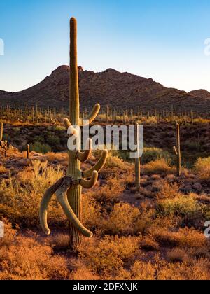 Die wunderschöne Wüste auf dem Alamo Canyon Campground im Organ Pipe Cactus National Monument, Arizona, USA Stockfoto