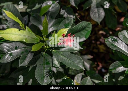 Jatropha integerrima (allgemein bekannt als Peregrina oder würzige Jatropha). Ein dekorativer Strauch für Randpflanzen mit markantem, lanzenförmigem, leuchtendem Grün Stockfoto