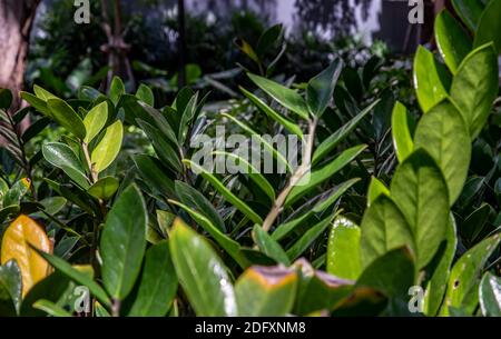 Grüner Baum, der wunderschön im Garten blüht. Selektiver Fokus. Stockfoto