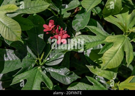 Jatropha integerrima (allgemein bekannt als Peregrina oder würzige Jatropha). Ein dekorativer Strauch für Randpflanzen mit markantem, lanzenförmigem, leuchtendem Grün Stockfoto