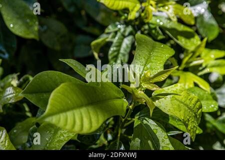 Wassertropfen auf Jatropha integerrima (allgemein bekannt als Peregrina oder würzige Jatropha). Ein dekorativer Strauch für Randpflanzen mit ausgeprägter Lanzenform Stockfoto