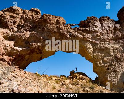 Ein Wanderer genießt den natürlichen Bogen in Arch Canyon, Organ Pipe Cactus National Monument, Arizona, USA Stockfoto